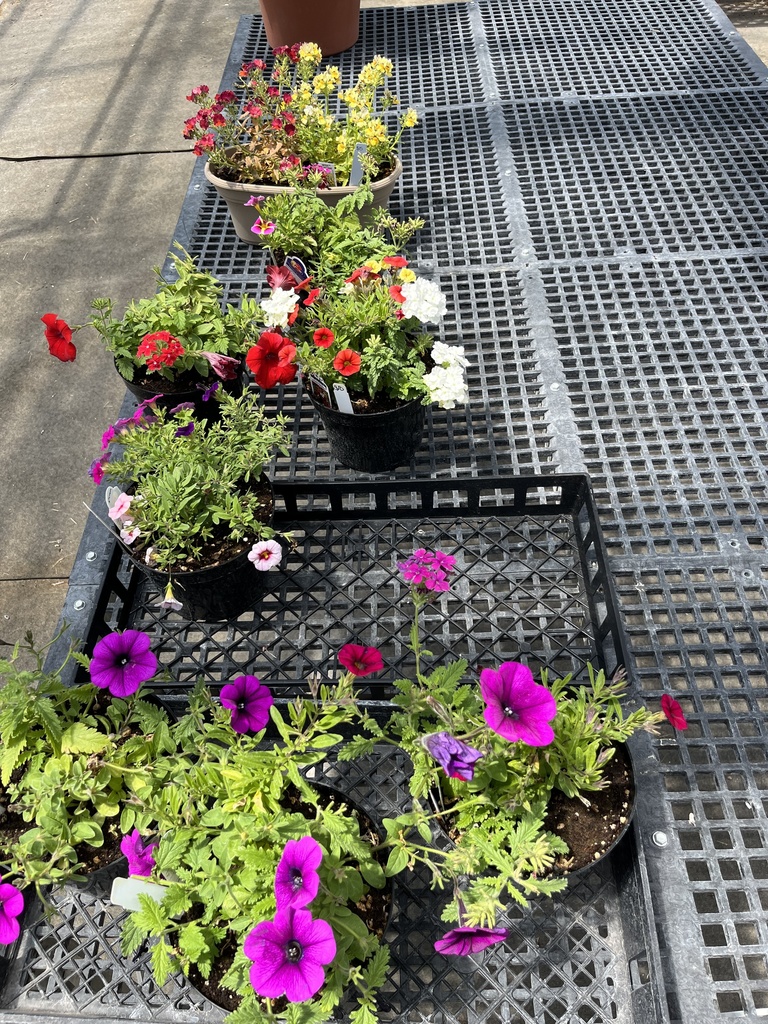 Plant Sale - Triplugs