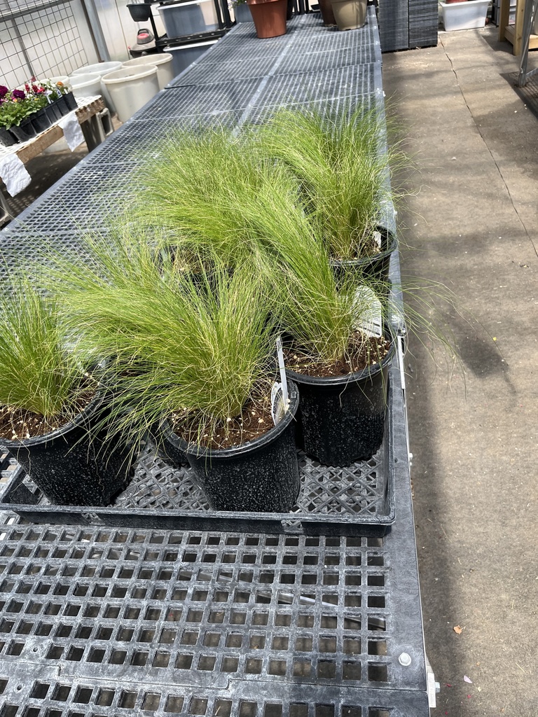 Plant Sale - Grass