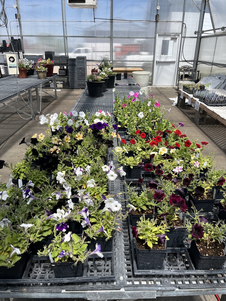 Plant Sale - Petunias