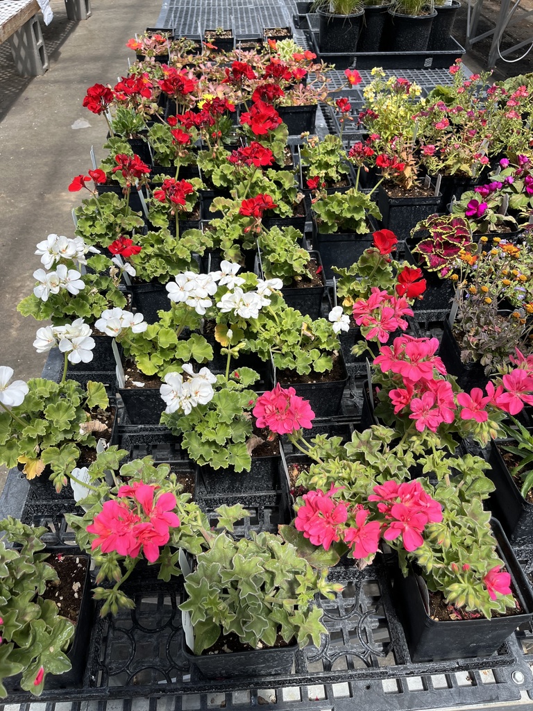 Plant Sale - Geraniums 