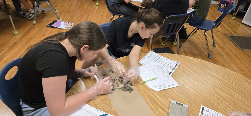 Dissecting Owl Pellet