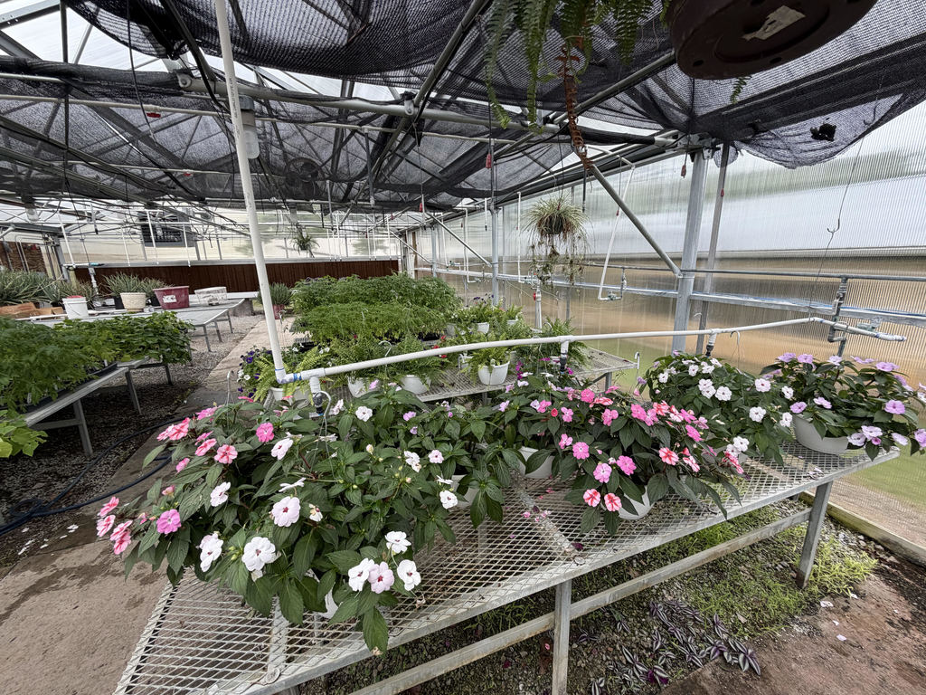 Greenhouse Flowers For Sale For Mothers Day!