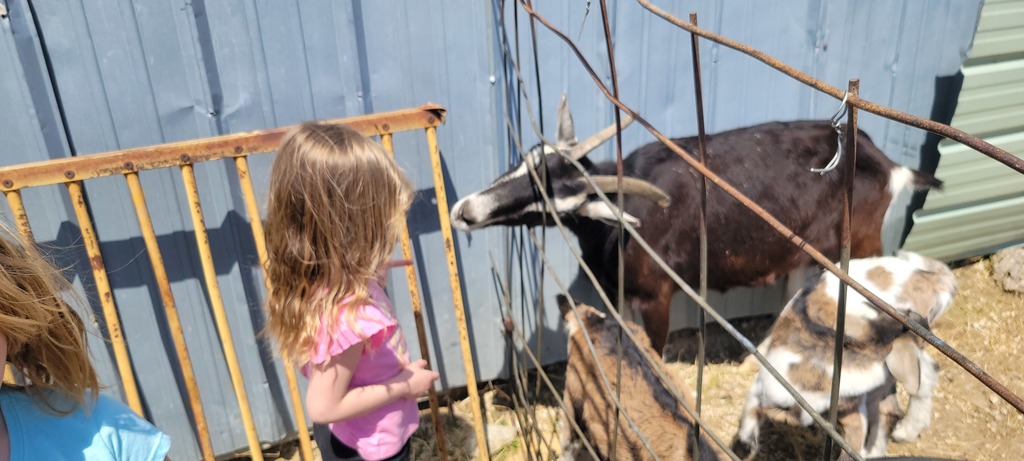 Students feeding goats