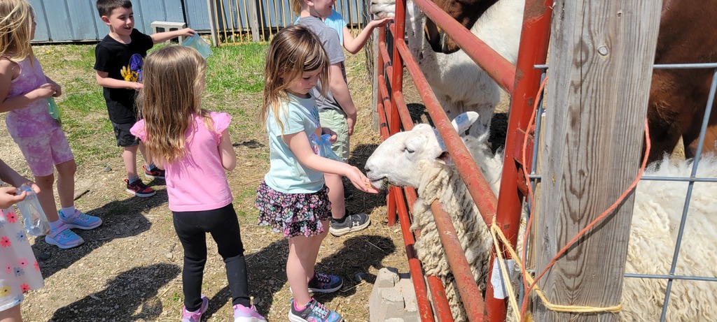 Student feeding a sheep.