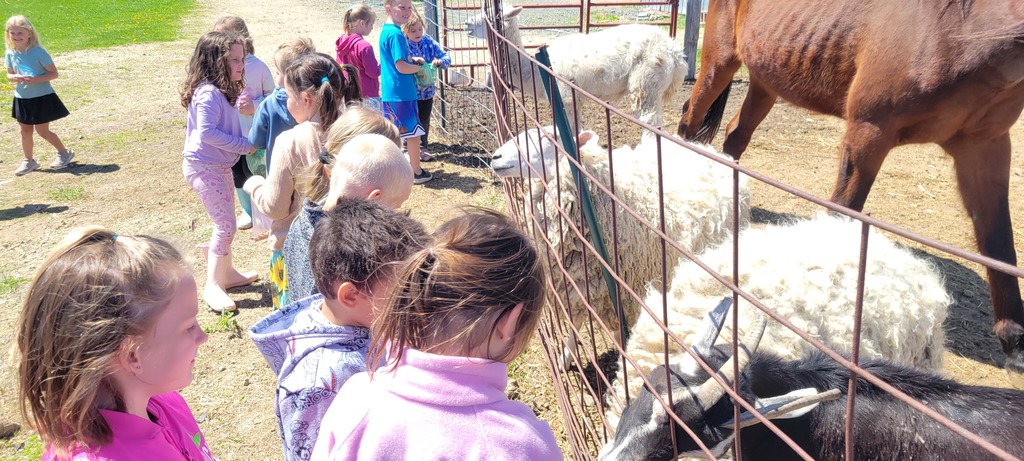 Students with Sheep