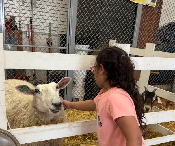Girl petting a sheep