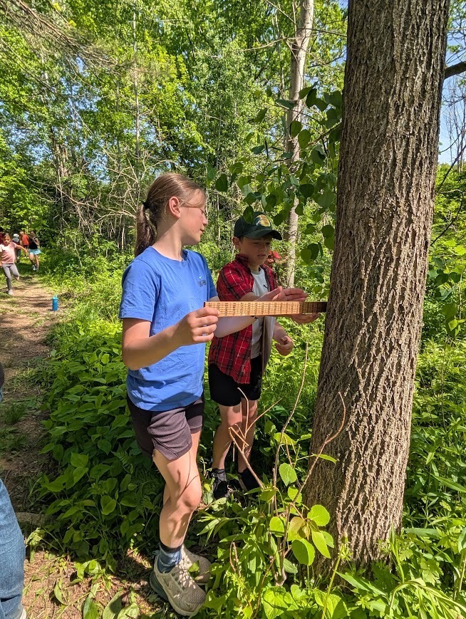 Two students measuring a tree.