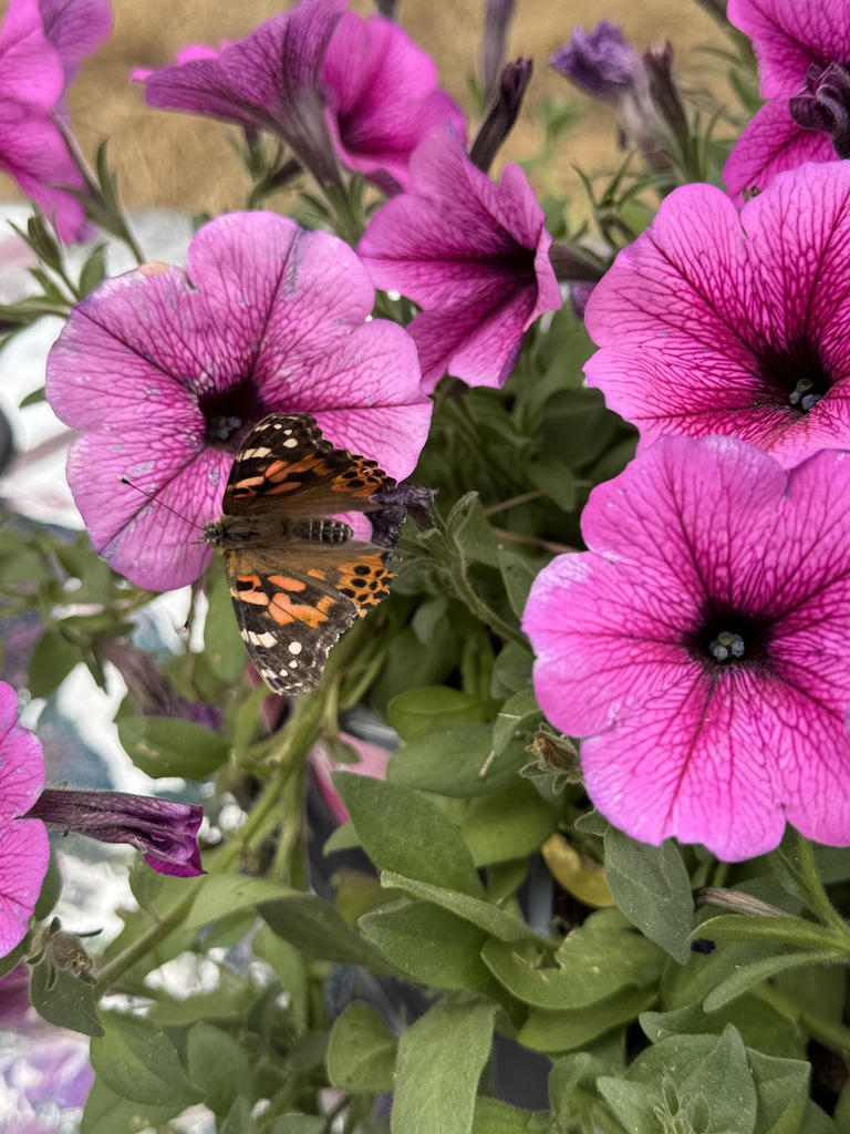 butterfly