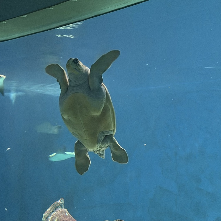 turtle swimming 