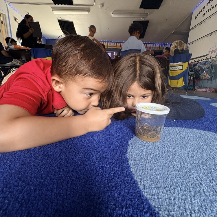 kids watching caterpillars