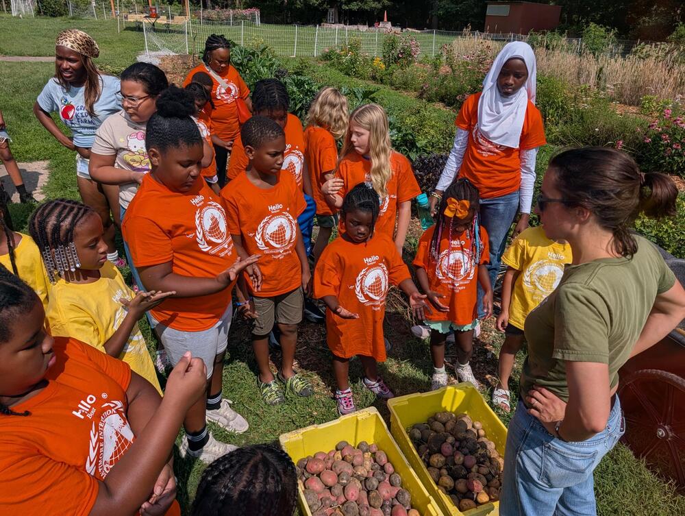 Students grabbing potatoes out of a bucket