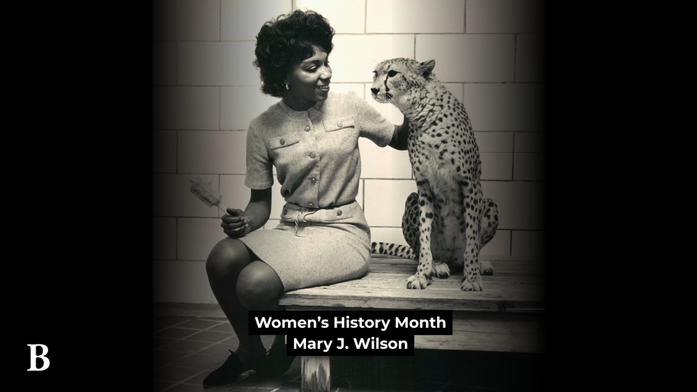A photo of Mary J. Wilson and a cheetah and the text "Women's History Month Mary J. Wilson"