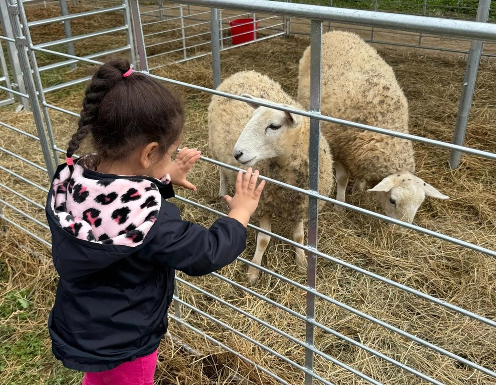 student standing in front of a gate looking at at a goat