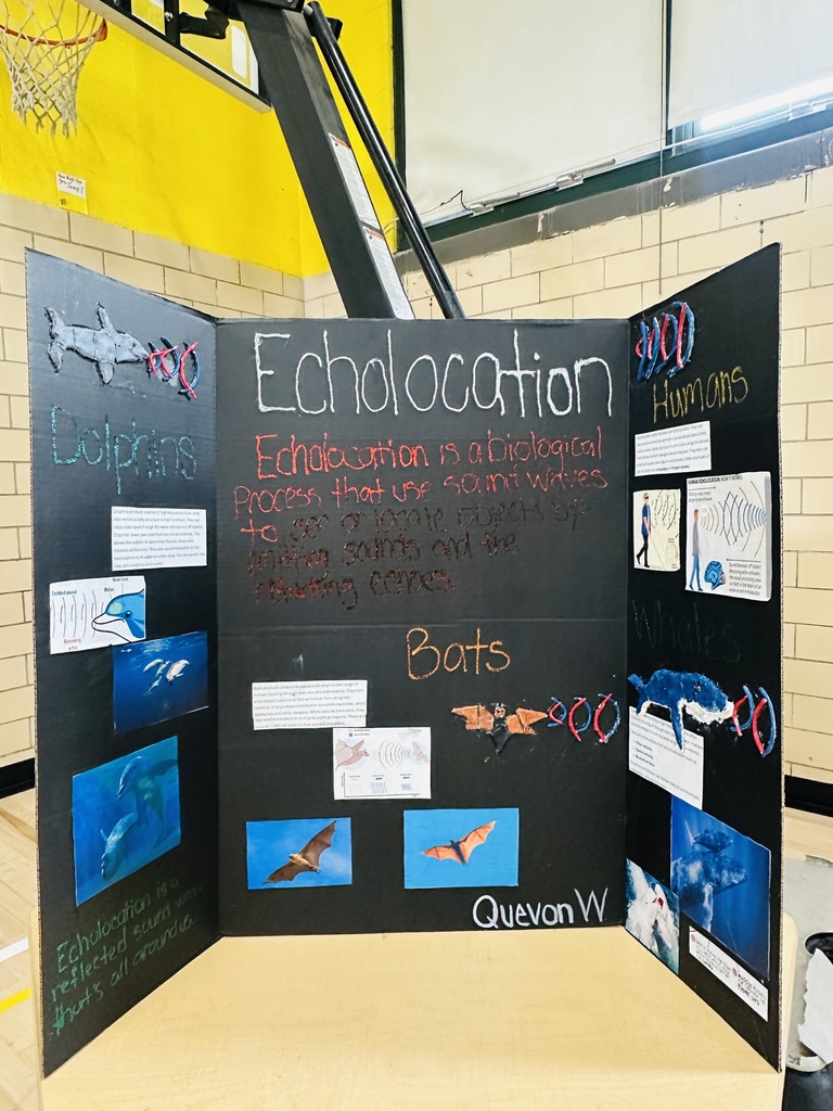 Science Fair