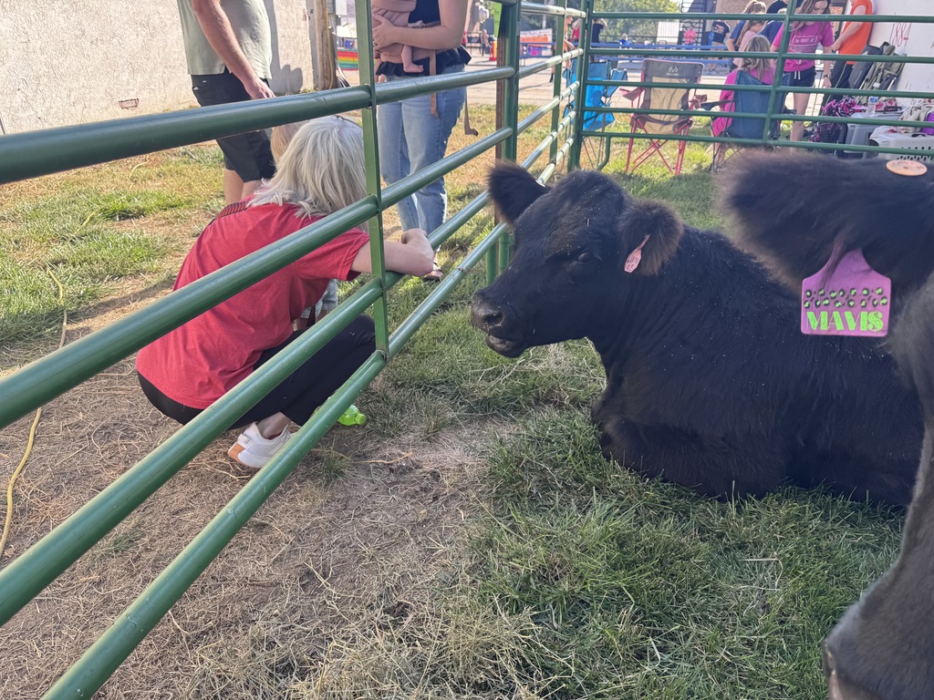 petting zoo 