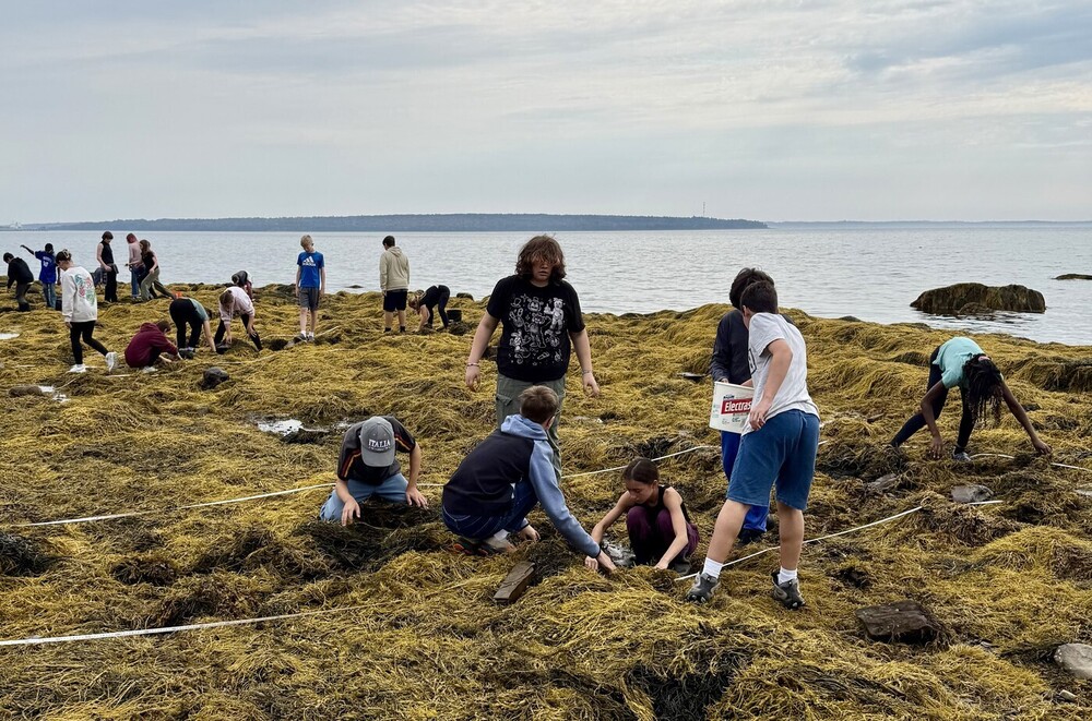 Students at James F. Doughty School investigating invasive crab species along the Maine coast.