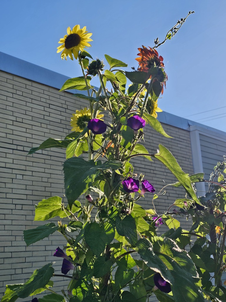 Discover the Beauty of Downeast's Garden! As bees buzz from flower to flower, our students immerse themselves in hands-on learning about the environment. Each day spent in the garden nurtures their curiosity and appreciation for the world around them.