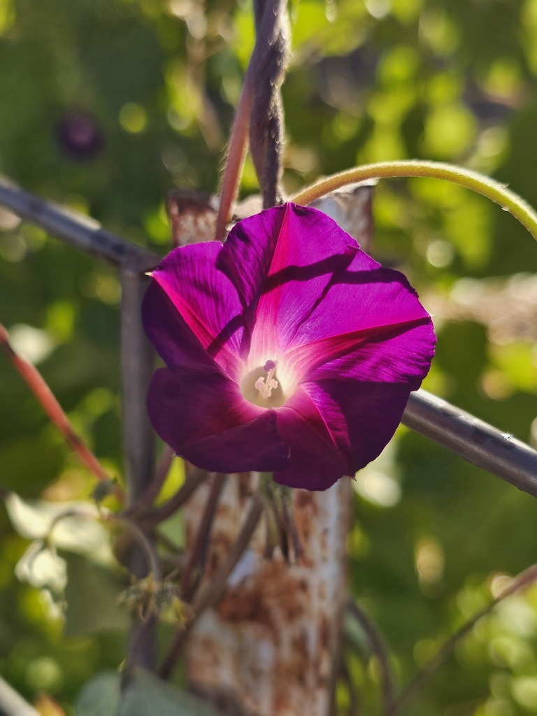 Discover the Beauty of Downeast's Garden! As bees buzz from flower to flower, our students immerse themselves in hands-on learning about the environment. Each day spent in the garden nurtures their curiosity and appreciation for the world around them.