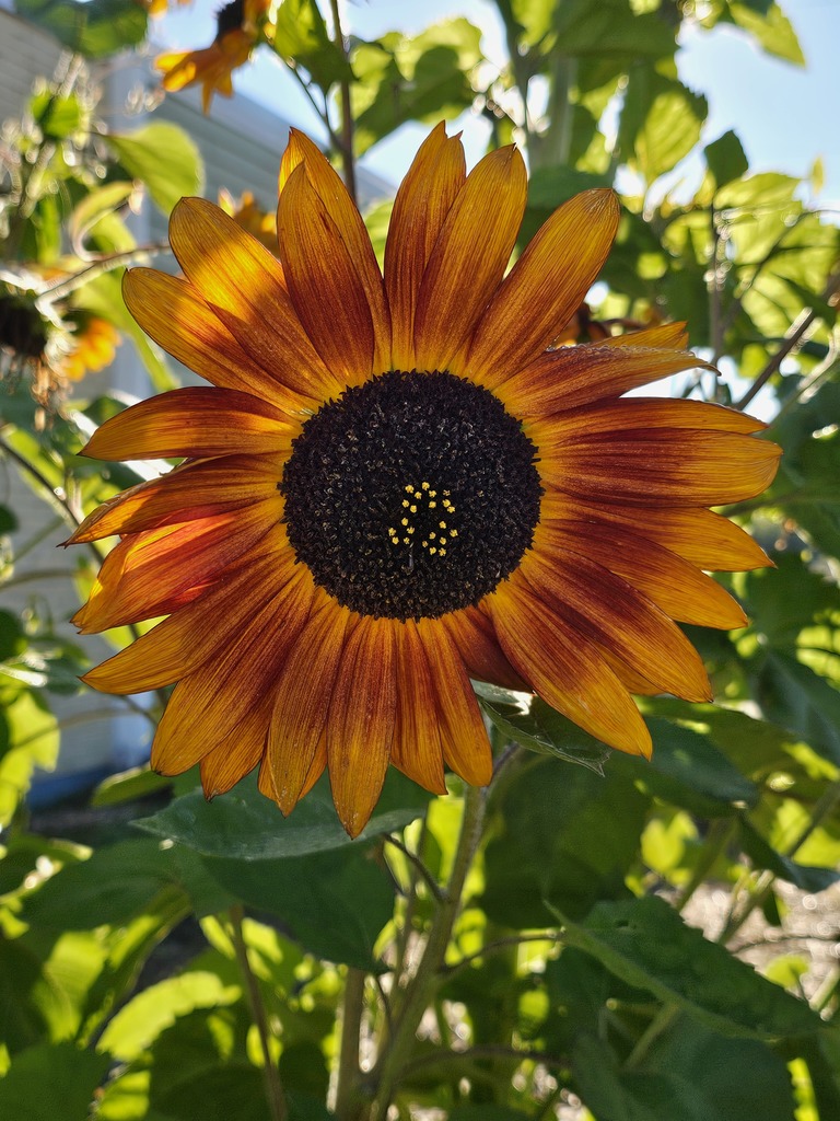 Discover the Beauty of Downeast's Garden! As bees buzz from flower to flower, our students immerse themselves in hands-on learning about the environment. Each day spent in the garden nurtures their curiosity and appreciation for the world around them.