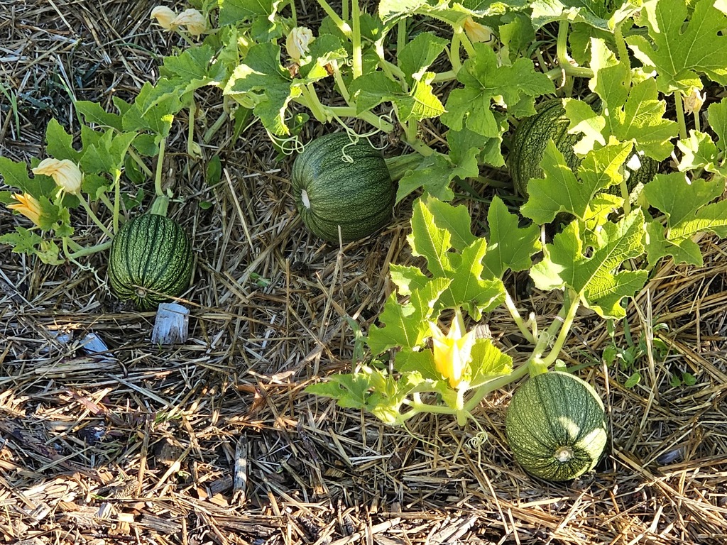 Discover the Beauty of Downeast's Garden! As bees buzz from flower to flower, our students immerse themselves in hands-on learning about the environment. Each day spent in the garden nurtures their curiosity and appreciation for the world around them.