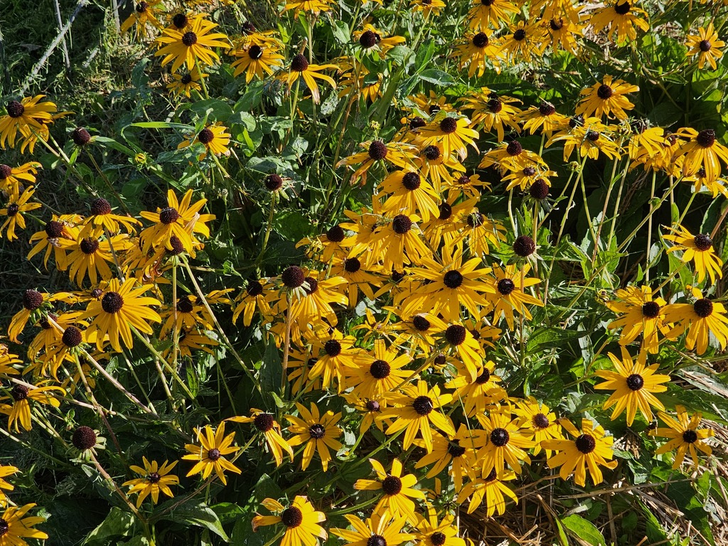 Discover the Beauty of Downeast's Garden! As bees buzz from flower to flower, our students immerse themselves in hands-on learning about the environment. Each day spent in the garden nurtures their curiosity and appreciation for the world around them.