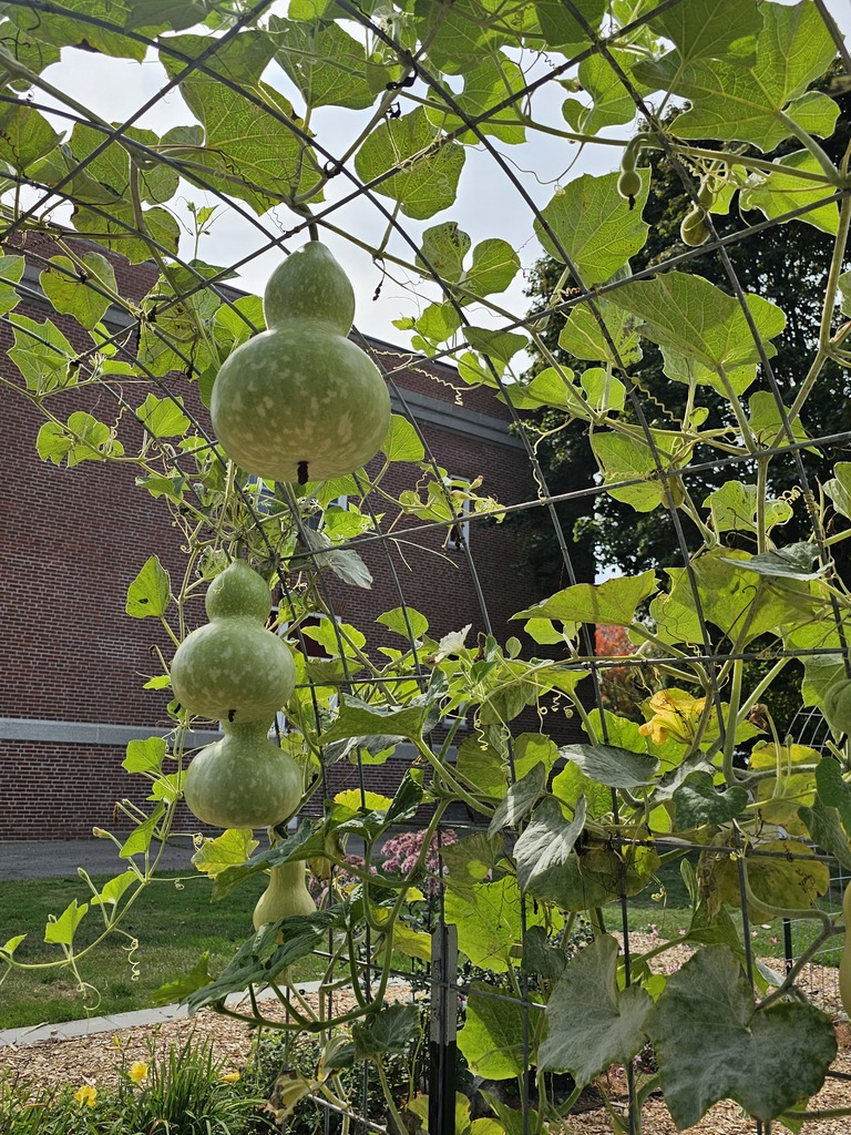 Introducing the New Garden at Mary Snow School! We are excited to unveil a beautiful new garden, created as a collaborative project by a local Girl Scout troop made up of dedicated students from Mary Snow School, Fruit Street School, and the William S. Cohen School!   This vibrant garden features a variety of sections designed to educate and inspire. The pollinator section attracts essential bees and butterflies, helping to support our ecosystem. In another area, students are growing tomatoes, peppers, onions, and herbs for making delicious homemade tomato sauce.  We also have a flourishing asparagus patch and an array of melons and squash, perfect for hands-on learning about gardening and healthy eating.   The troop was recently interviewed by WVII ABC7 and will be featured on tonight's news at 6 and 6:30!  (9/17/25)  This project not only beautifies our school community but also fosters teamwork, responsibility, and a love for nature among our students. Join us in celebrating this wonderful addition to Mary Snow School!  #WeAreBangor #MarySnowSchool #GirlScouts #CommunityGarden #PollinatorFriendly #WVIIABC7 #FoxBangor22