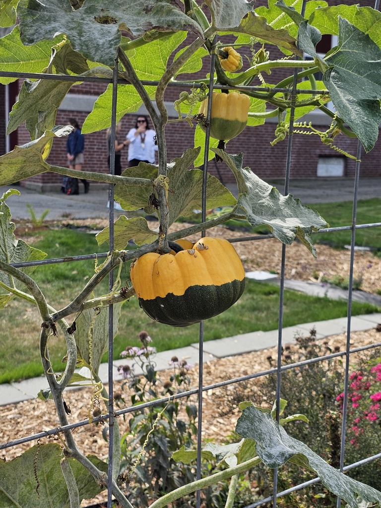 Introducing the New Garden at Mary Snow School! We are excited to unveil a beautiful new garden, created as a collaborative project by a local Girl Scout troop made up of dedicated students from Mary Snow School, Fruit Street School, and the William S. Cohen School!   This vibrant garden features a variety of sections designed to educate and inspire. The pollinator section attracts essential bees and butterflies, helping to support our ecosystem. In another area, students are growing tomatoes, peppers, onions, and herbs for making delicious homemade tomato sauce.  We also have a flourishing asparagus patch and an array of melons and squash, perfect for hands-on learning about gardening and healthy eating.   The troop was recently interviewed by WVII ABC7 and will be featured on tonight's news at 6 and 6:30!  (9/17/25)  This project not only beautifies our school community but also fosters teamwork, responsibility, and a love for nature among our students. Join us in celebrating this wonderful addition to Mary Snow School!  #WeAreBangor #MarySnowSchool #GirlScouts #CommunityGarden #PollinatorFriendly #WVIIABC7 #FoxBangor22