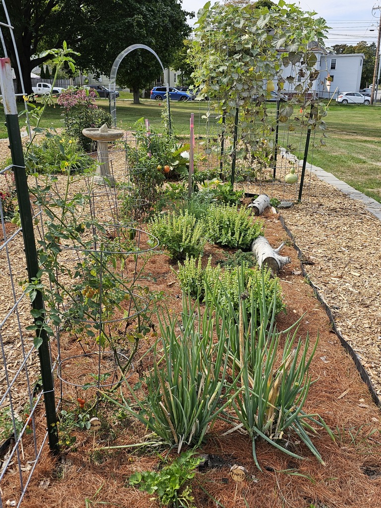 Introducing the New Garden at Mary Snow School! We are excited to unveil a beautiful new garden, created as a collaborative project by a local Girl Scout troop made up of dedicated students from Mary Snow School, Fruit Street School, and the William S. Cohen School!   This vibrant garden features a variety of sections designed to educate and inspire. The pollinator section attracts essential bees and butterflies, helping to support our ecosystem. In another area, students are growing tomatoes, peppers, onions, and herbs for making delicious homemade tomato sauce.  We also have a flourishing asparagus patch and an array of melons and squash, perfect for hands-on learning about gardening and healthy eating.   The troop was recently interviewed by WVII ABC7 and will be featured on tonight's news at 6 and 6:30!  (9/17/25)  This project not only beautifies our school community but also fosters teamwork, responsibility, and a love for nature among our students. Join us in celebrating this wonderful addition to Mary Snow School!  #WeAreBangor #MarySnowSchool #GirlScouts #CommunityGarden #PollinatorFriendly #WVIIABC7 #FoxBangor22