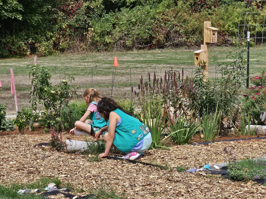 Introducing the New Garden at Mary Snow School! We are excited to unveil a beautiful new garden, created as a collaborative project by a local Girl Scout troop made up of dedicated students from Mary Snow School, Fruit Street School, and the William S. Cohen School!   This vibrant garden features a variety of sections designed to educate and inspire. The pollinator section attracts essential bees and butterflies, helping to support our ecosystem. In another area, students are growing tomatoes, peppers, onions, and herbs for making delicious homemade tomato sauce.  We also have a flourishing asparagus patch and an array of melons and squash, perfect for hands-on learning about gardening and healthy eating.   The troop was recently interviewed by WVII ABC7 and will be featured on tonight's news at 6 and 6:30!  (9/17/25)  This project not only beautifies our school community but also fosters teamwork, responsibility, and a love for nature among our students. Join us in celebrating this wonderful addition to Mary Snow School!  #WeAreBangor #MarySnowSchool #GirlScouts #CommunityGarden #PollinatorFriendly #WVIIABC7 #FoxBangor22