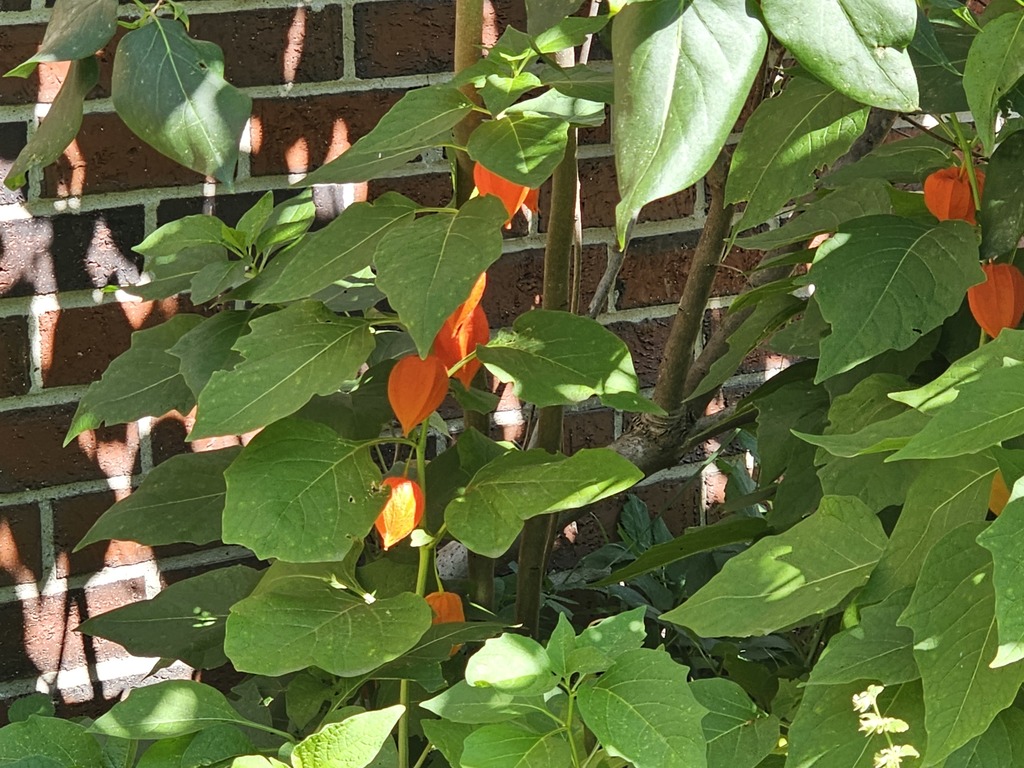 Fall is in the air at the Abraham Lincoln School Garden! 