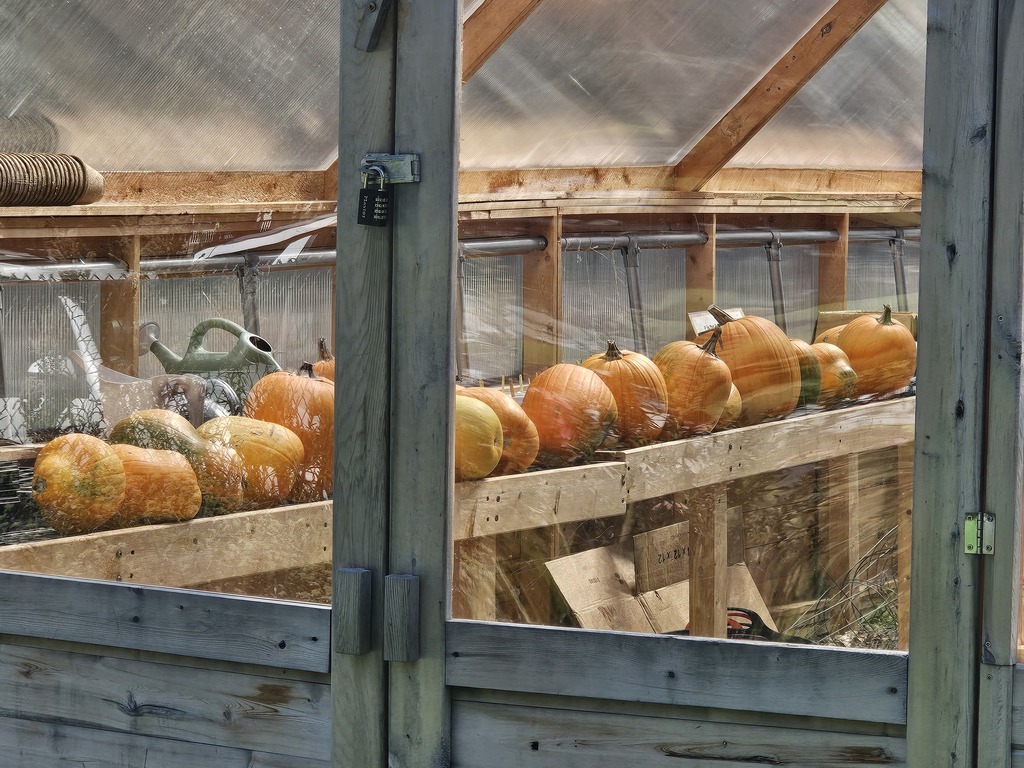 Fall is in the air at the Abraham Lincoln School Garden! 