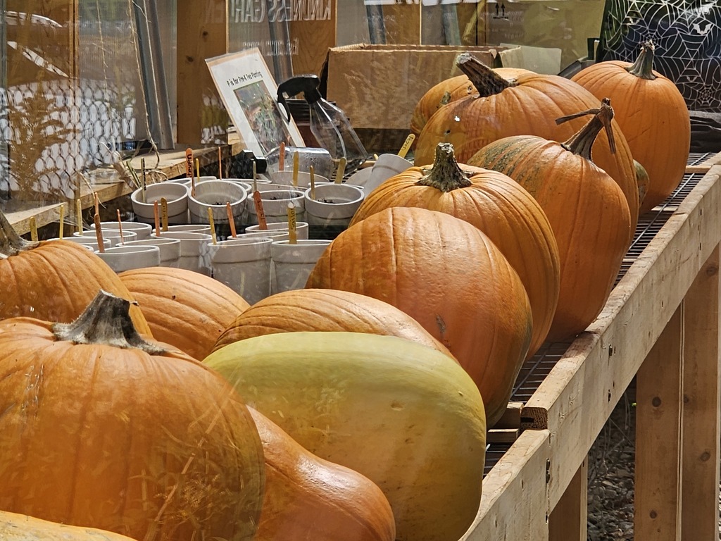 Fall is in the air at the Abraham Lincoln School Garden! 