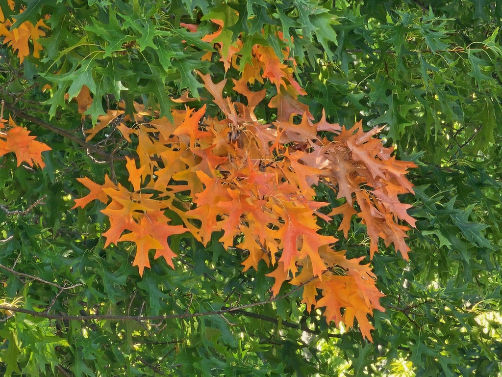 Fall is in the air at the Abraham Lincoln School Garden! 