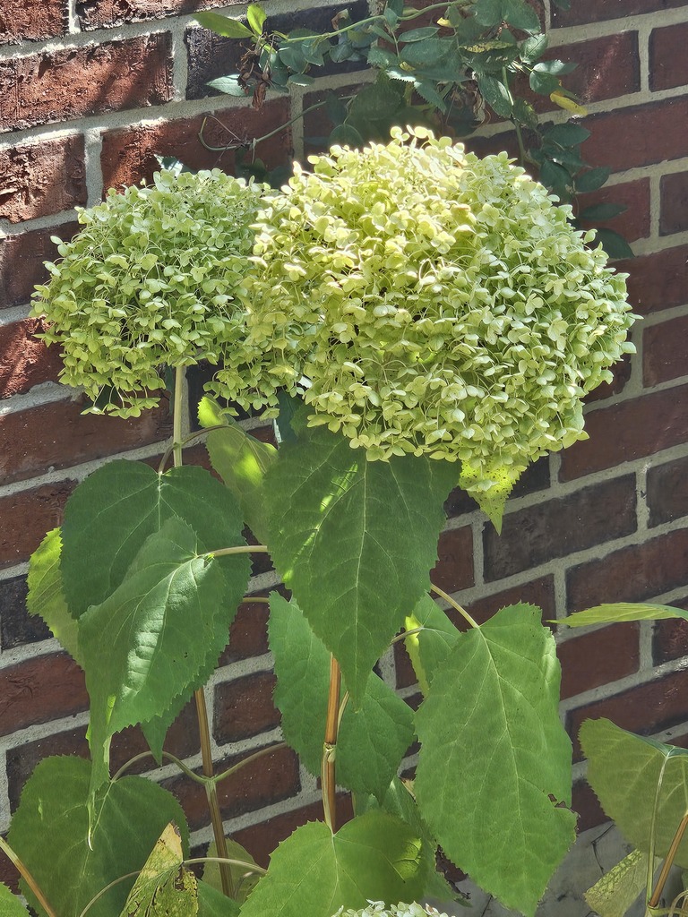Fall is in the air at the Abraham Lincoln School Garden! 