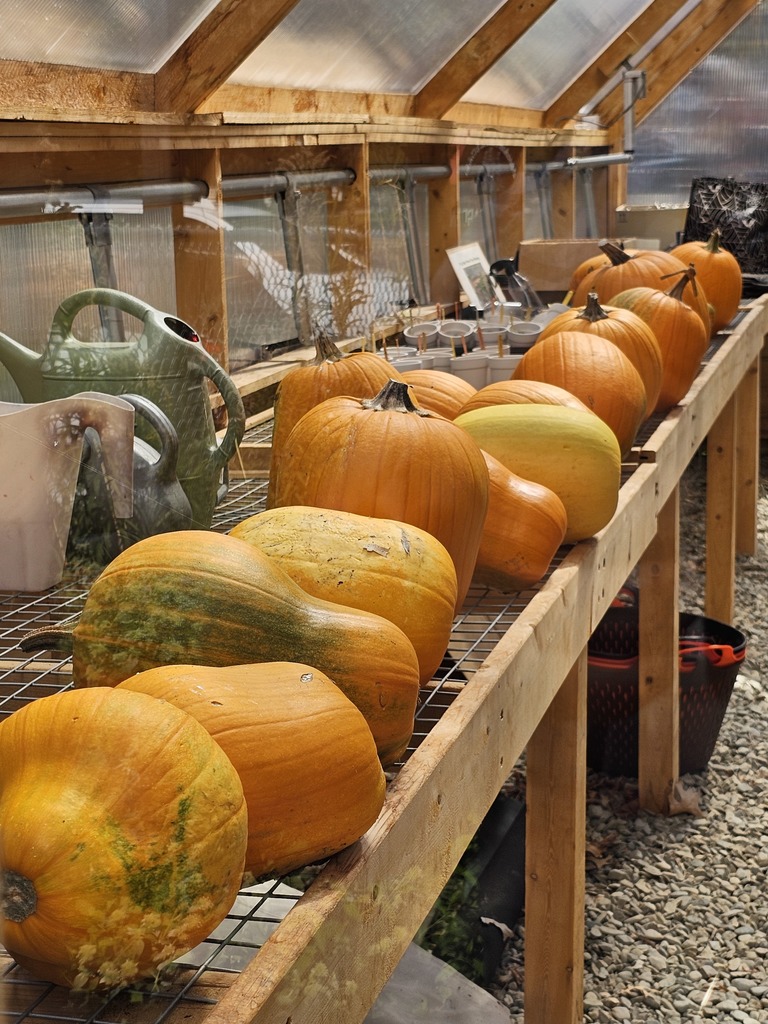 Fall is in the air at the Abraham Lincoln School Garden! 