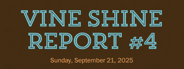 Vine Shine Report #4