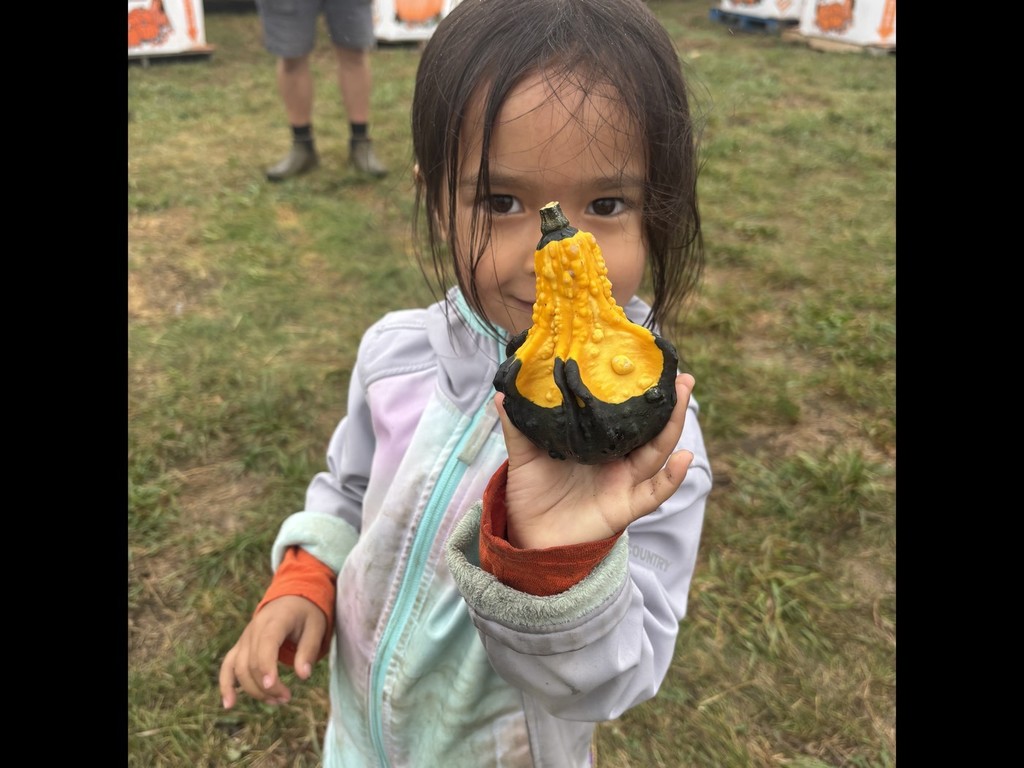 Recently Vine Street Pre-K Students took a field trip to Country Pumpkins and Kindergarten students spent a beautiful fall morning at Conant's Apple Orchard.  The class took a tractor ride out to the apple orchard and learned all about the life cycle of an apple and the correct way to pick an apple.  They also learned about the importance of bees and pollination to the apple crop.  Back in our classrooms, we did lots of activities connected to our field trip.  The students created apple volcanoes, apple crafts, apple graphs, and even apple nachos!