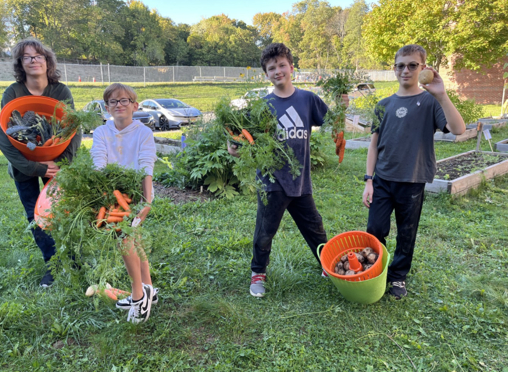 Did you know that JFDS has a garden? Thanks to a hard-working Garden Club crew, we were able to harvest and share over fifty pounds of food with our school during our lunch service this fall. This year, our largest crops were potatoes, carrots, kale, garlic, basil, and tomatoes.