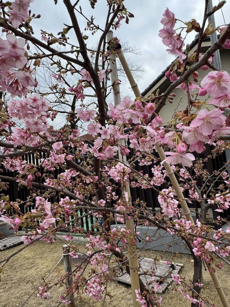 Students and teachers from the Bangor High School Humanities Travel Program are exploring Japan’s rich history, culture, art, and literature. From ancient temples and traditional tea ceremonies to modern cities and museum visits, this journey is a living classroom that will deepen understanding and inspire new perspectives. Follow their adventures in real time on Facebook: https://www.facebook.com/BangorHumanitiesTravels Like and follow the page to see photos and updates throughout the trip. #WeAreBangor