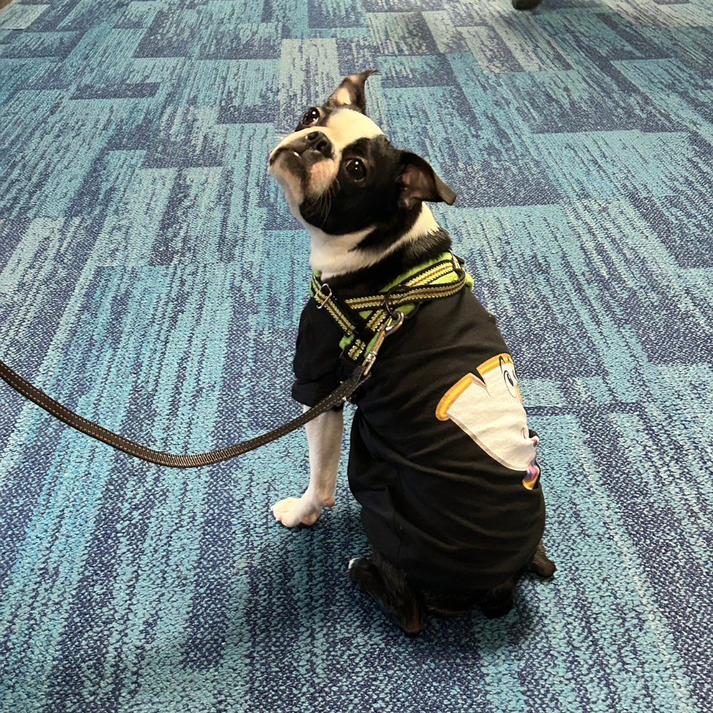 Service dog dressed up as Chip