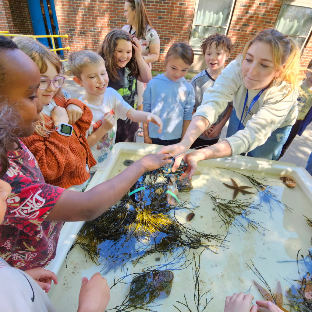 The Downeast Institute brought the ocean right to the Abraham Lincoln School with an incredible touch tank experience, giving students a hands-on look at Maine’s fascinating marine life. Students got to gently explore a rare blue lobster, sea stars, watch a curious hermit crab peek out of its shell, feel the smooth spiral of periwinkles, and learn about blue mussels that help keep our waters clean. A huge thank you to the Downeast Institute for inspiring our young ocean explorers and bringing science to life! #WeAreBangor