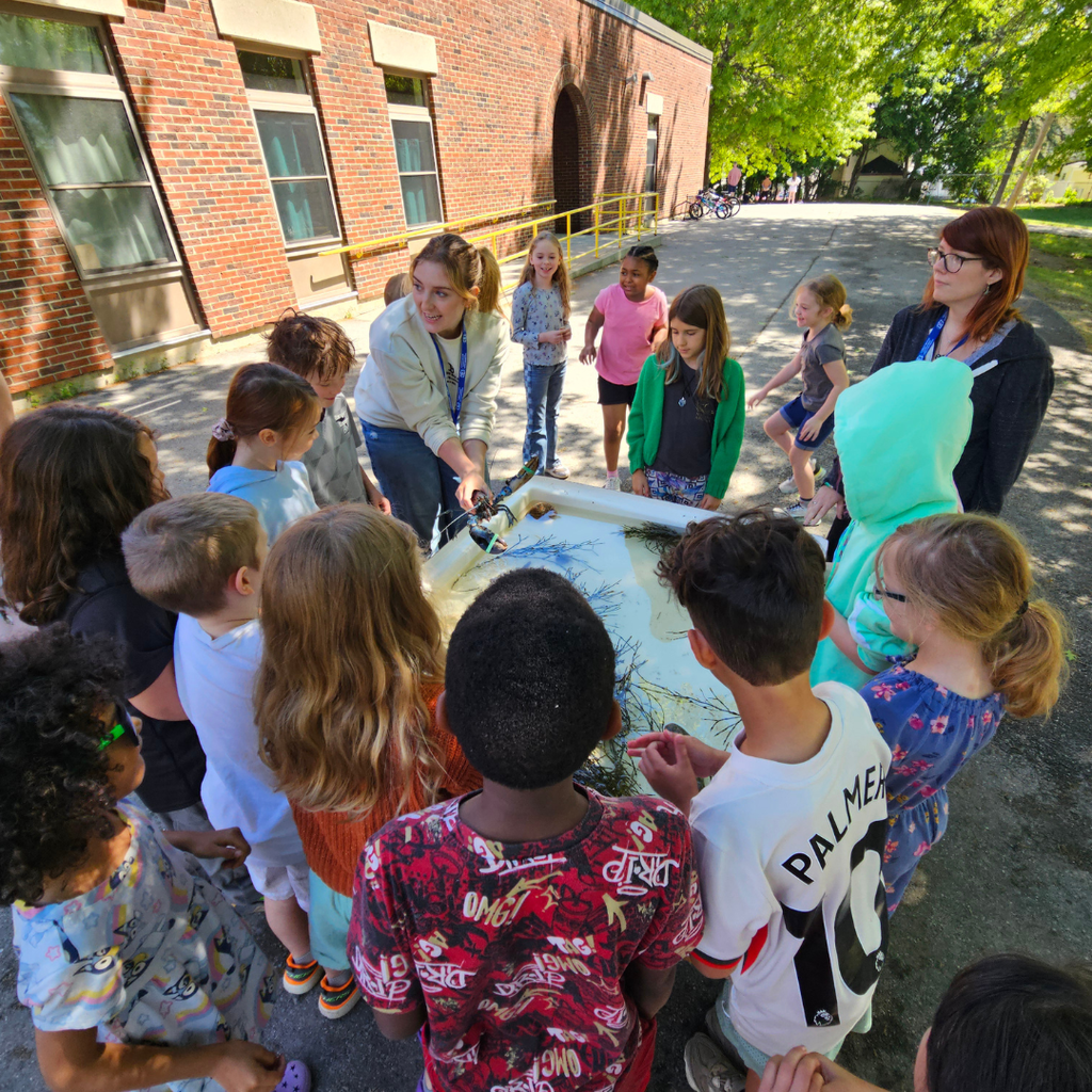The Downeast Institute brought the ocean right to the Abraham Lincoln School with an incredible touch tank experience, giving students a hands-on look at Maine’s fascinating marine life. Students got to gently explore a rare blue lobster, sea stars, watch a curious hermit crab peek out of its shell, feel the smooth spiral of periwinkles, and learn about blue mussels that help keep our waters clean. A huge thank you to the Downeast Institute for inspiring our young ocean explorers and bringing science to life! #WeAreBangor