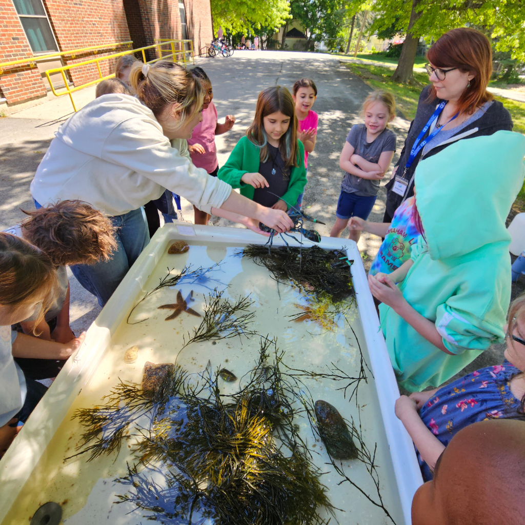The Downeast Institute brought the ocean right to the Abraham Lincoln School with an incredible touch tank experience, giving students a hands-on look at Maine’s fascinating marine life. Students got to gently explore a rare blue lobster, sea stars, watch a curious hermit crab peek out of its shell, feel the smooth spiral of periwinkles, and learn about blue mussels that help keep our waters clean. A huge thank you to the Downeast Institute for inspiring our young ocean explorers and bringing science to life! #WeAreBangor