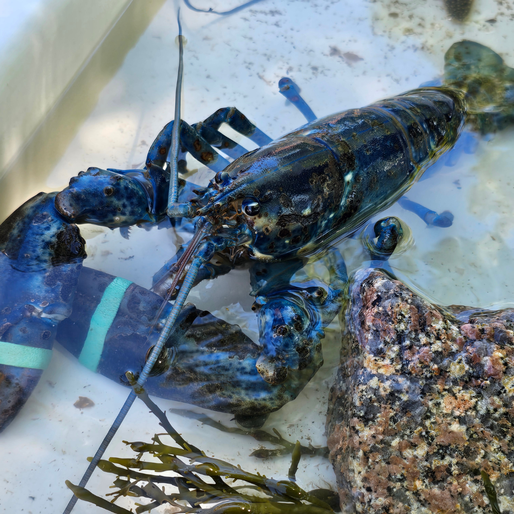 The Downeast Institute brought the ocean right to the Abraham Lincoln School with an incredible touch tank experience, giving students a hands-on look at Maine’s fascinating marine life. Students got to gently explore a rare blue lobster, sea stars, watch a curious hermit crab peek out of its shell, feel the smooth spiral of periwinkles, and learn about blue mussels that help keep our waters clean. A huge thank you to the Downeast Institute for inspiring our young ocean explorers and bringing science to life! #WeAreBangor