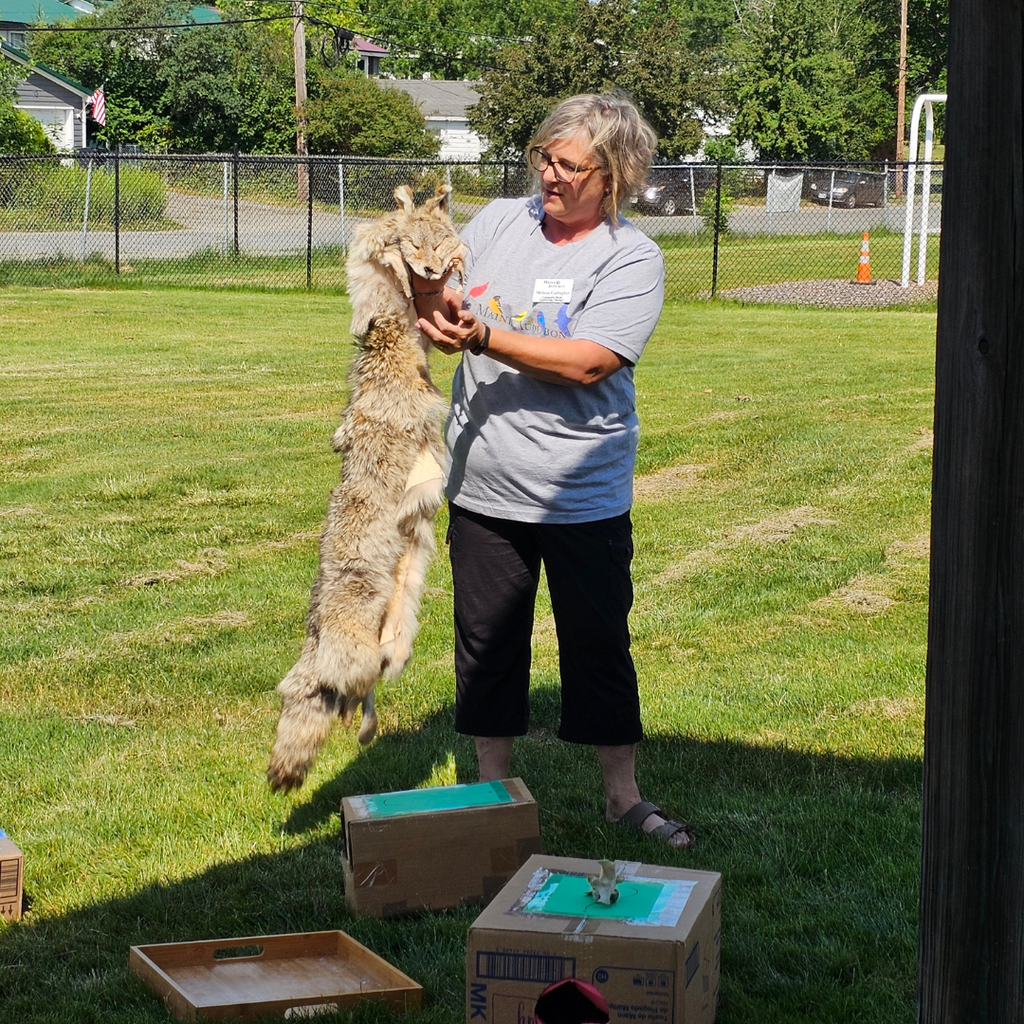 We were thrilled to welcome Melissa Gallagher from Maine Audubon to our Summer Multilingual Classroom! Melissa brought the wonders of Maine’s wildlife to our students, teaching them about the amazing mammals that share our forests, fields, and backyards. Students explored animal tracks and worked together to identify Maine mammals, all while building language skills and confidence through hands-on learning with fun, interactive games! Thank you, Melissa and Maine Audubon, for inspiring our students to connect with nature and become thoughtful stewards of Maine’s beautiful wildlife!