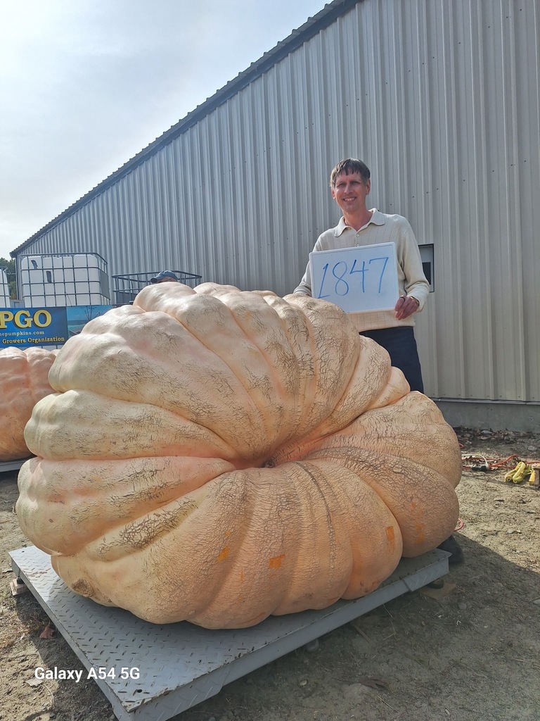 That's a big pumpkin! Congratulations to Mr. Morgan of Fruit Street School for growing the State Champion Pumpkin weighing an incredible 1,847 pounds and a state-record long gourd measuring 155.25 inches. What an amazing achievement! #WeAreBangor
