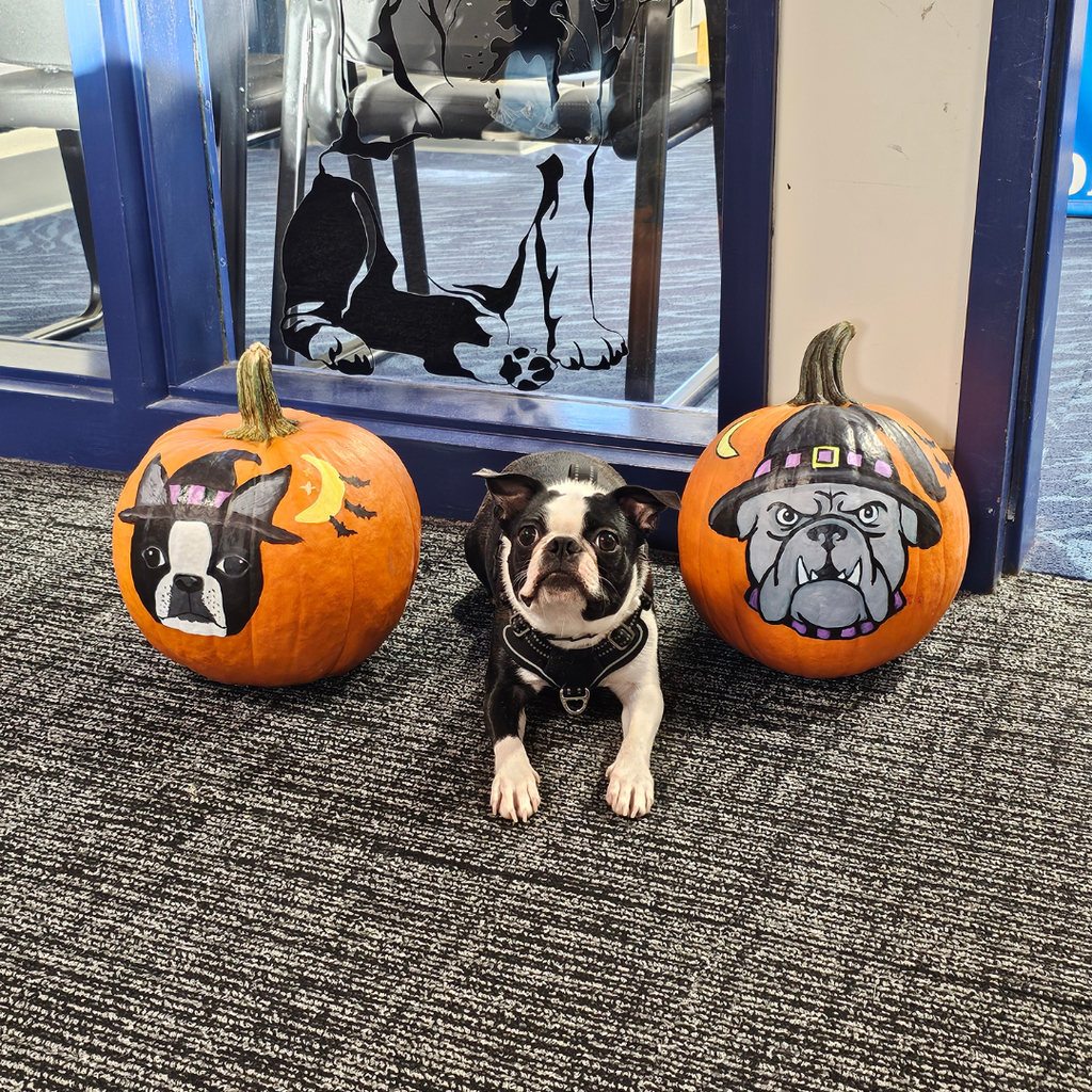Feel Good Friday at the James F. Doughty School!   Some traditions make school communities a little brighter, and one of our favorites at the James F. Doughty School is Mrs. Harvey's annual painted pumpkin tribute to Duke the Bulldog!  Each fall, Mrs. Harvey puts her artistic talents on display by creating a hand-painted pumpkin featuring Doughty's beloved mascot. This year, the tradition got an extra special twist. Ms. Keebler, the art student teacher, created another pumpkin to add to the display featuring everyone's favorite four-legged staff member, Howie the service dog! Howie was more than happy to pose for a photo alongside these amazing artistic creations, showing off his pumpkin portrait.  It's traditions like these that bring creativity, school pride, and plenty of smiles to our hallways. Thank you to Mrs. Harvey and her student teacher for sharing their talents and helping make Doughty such a special place to learn and belong!   #FeelGoodFriday #WeAreBangor #CommunityOfBelonging