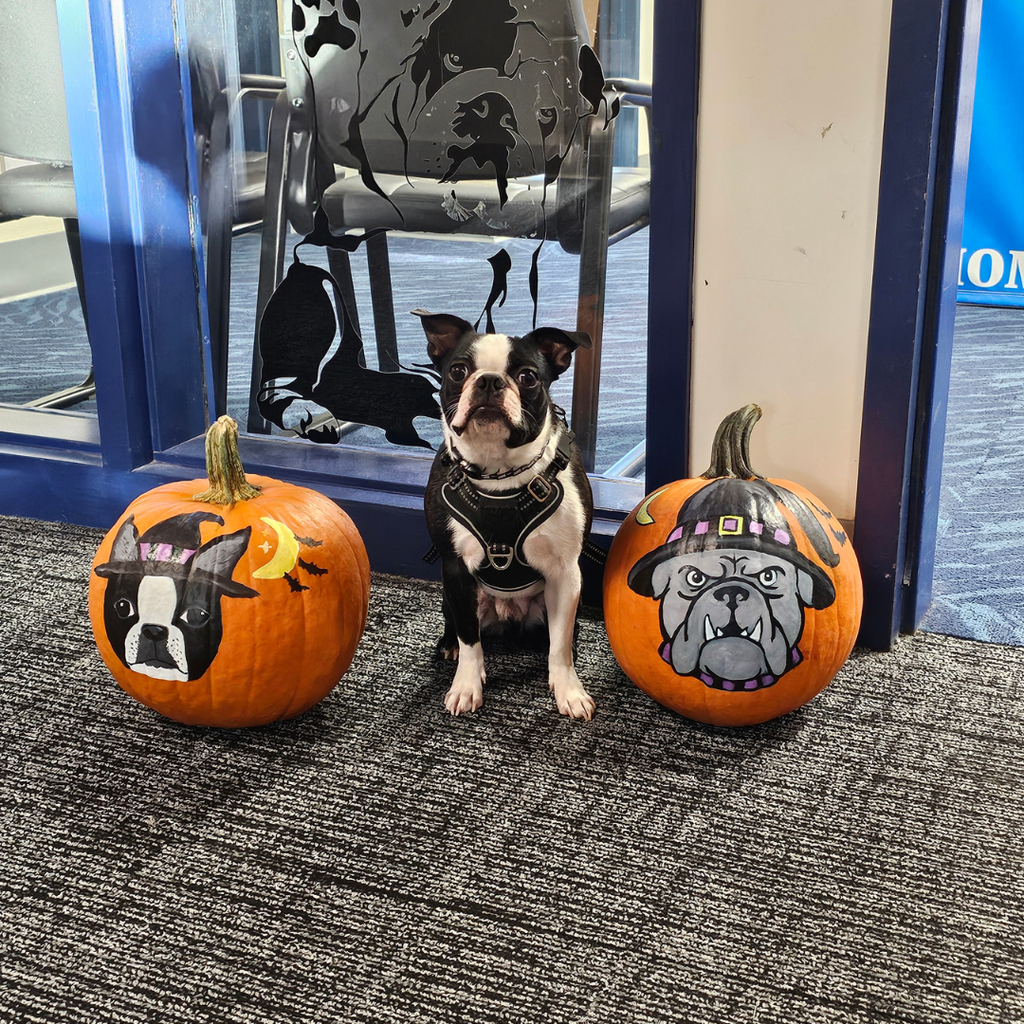 Feel Good Friday at the James F. Doughty School!   Some traditions make school communities a little brighter, and one of our favorites at the James F. Doughty School is Mrs. Harvey's annual painted pumpkin tribute to Duke the Bulldog!  Each fall, Mrs. Harvey puts her artistic talents on display by creating a hand-painted pumpkin featuring Doughty's beloved mascot. This year, the tradition got an extra special twist. Ms. Keebler, the art student teacher, created another pumpkin to add to the display featuring everyone's favorite four-legged staff member, Howie the service dog! Howie was more than happy to pose for a photo alongside these amazing artistic creations, showing off his pumpkin portrait.  It's traditions like these that bring creativity, school pride, and plenty of smiles to our hallways. Thank you to Mrs. Harvey and her student teacher for sharing their talents and helping make Doughty such a special place to learn and belong!   #FeelGoodFriday #WeAreBangor #CommunityOfBelonging