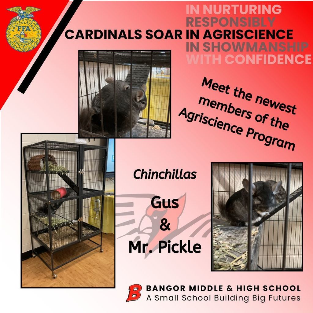chinchilla