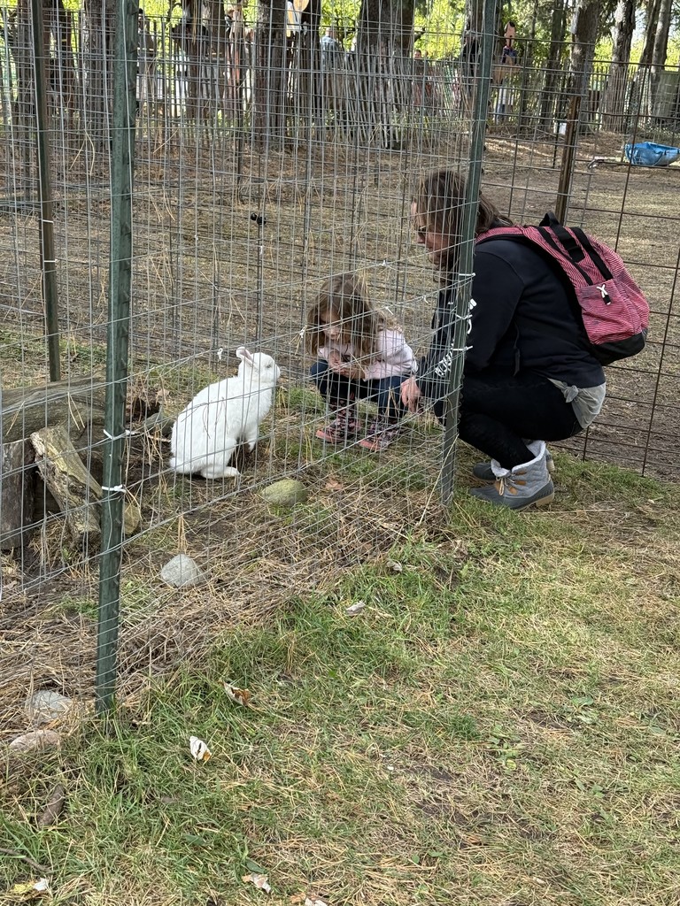 kid looking at rabbit